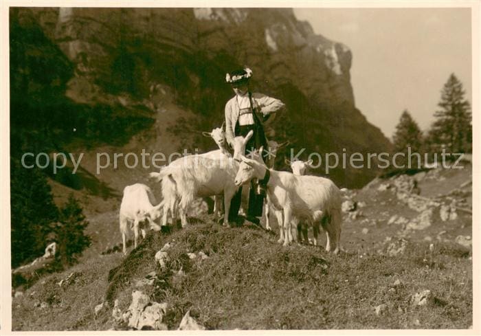 Schaeferei Landwirtschaft Nach der Alpfahrt Alpstein – Vorderseite