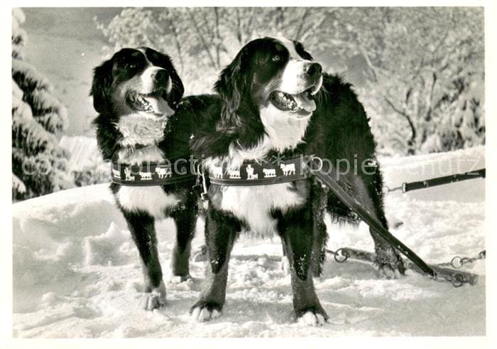 HUNDE dogs chiens-- Haus Bergfriedens Berner Sennenhunde – Vorderseite