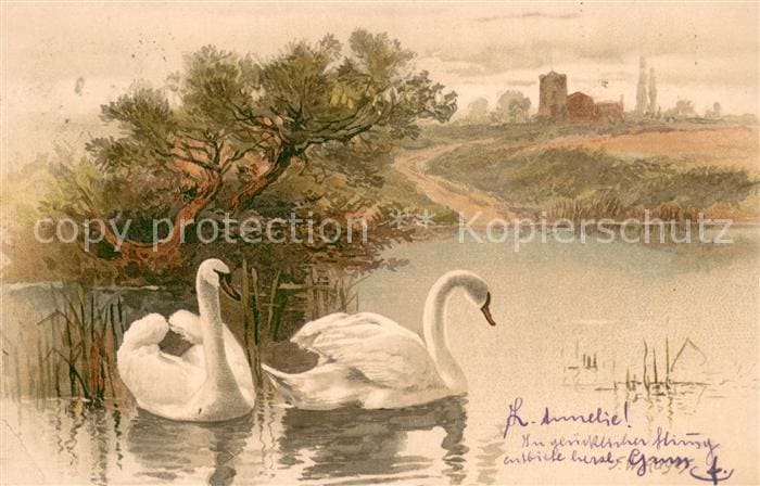 Schwan Schwaehne im Teich – Přední strana