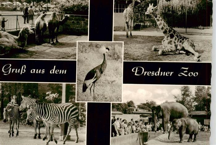 DRESDEN Elbe Kamel Giraffe Zebra Elefant Kranich Zoo Tiere Besucher Mehrbildkart – Vorderseite