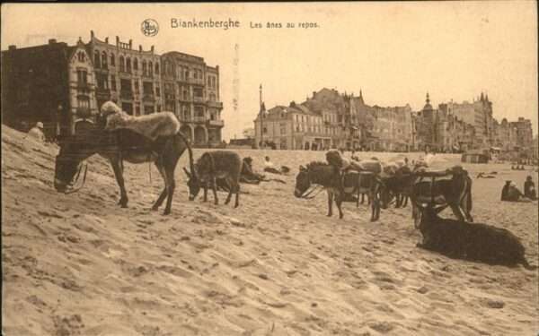 Blankenberghe LEs anes au repos Esel
