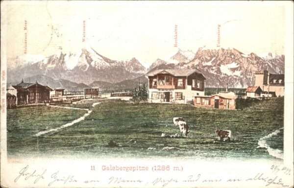 Gaisbergspitze Kühe