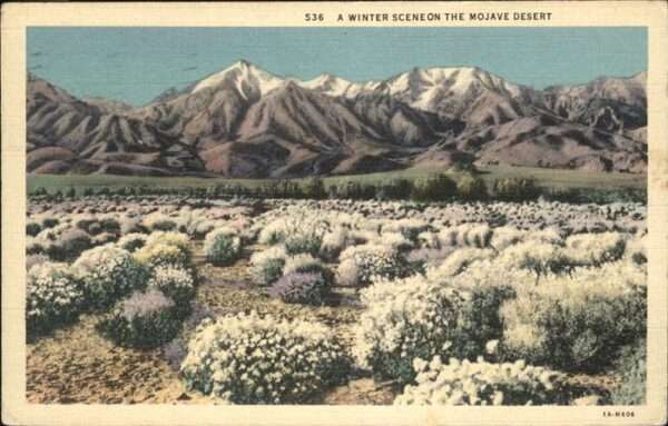 Beverly Hills California Mojave Desert
Winter Scene