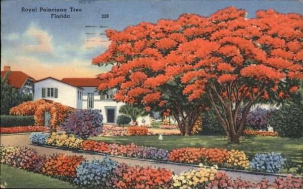 Jacksonville Florida Royal Poinciana Tree