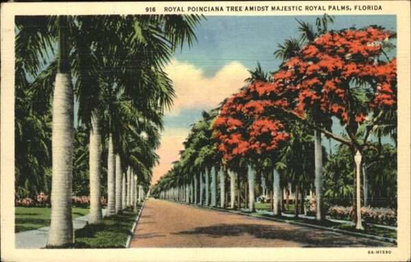 Miami Florida Royal Poinciana Tree