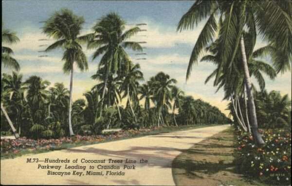 Miami Florida Cocoanut Trees Crandon Park