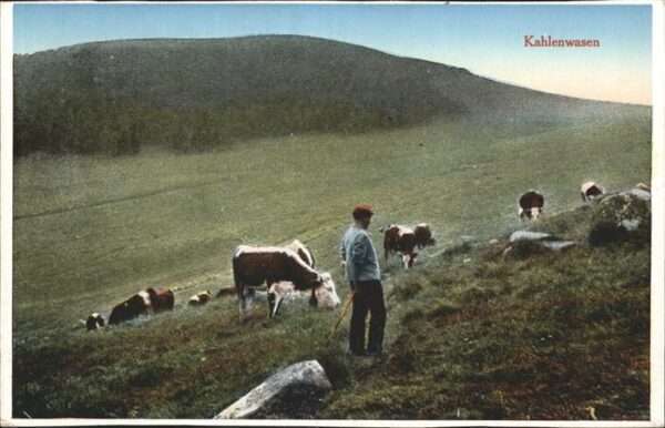 Kahlenwasen Kühe