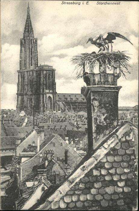 Strasbourg Alsace Storchennest