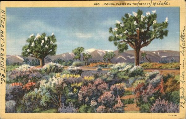 Palmen Joshua Palms on the Dessert
