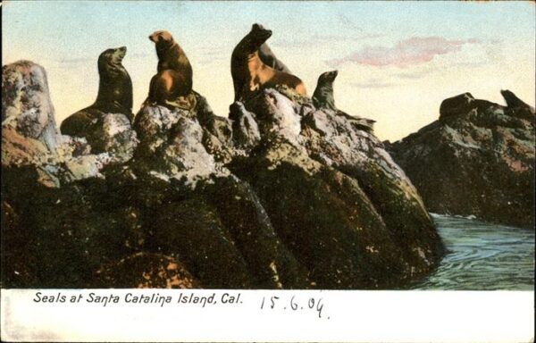 Robben Seehunde Santa Catalina Island
