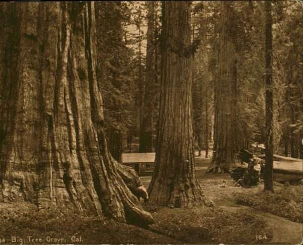 Baeume Trees
