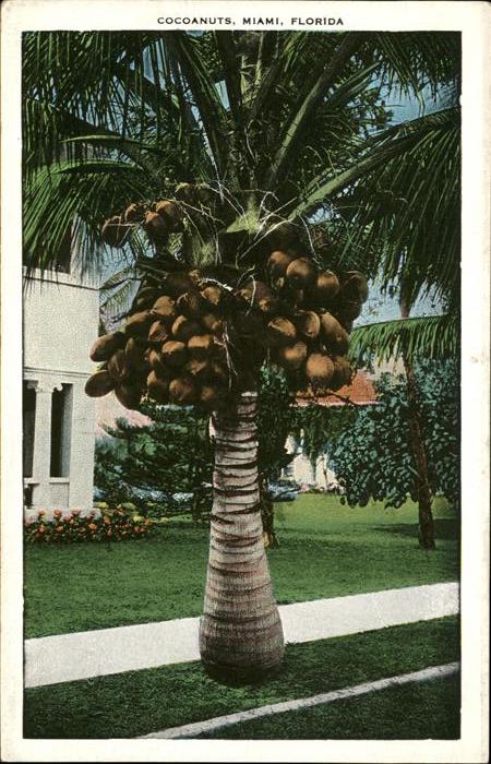 Palmen Cocoanuts Miami