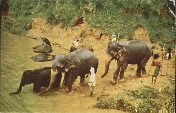 Elefant Sri Lanka