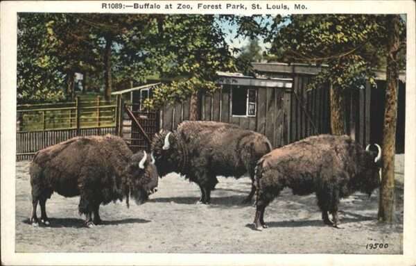 Bueffel Zoo Forest Park St Louis