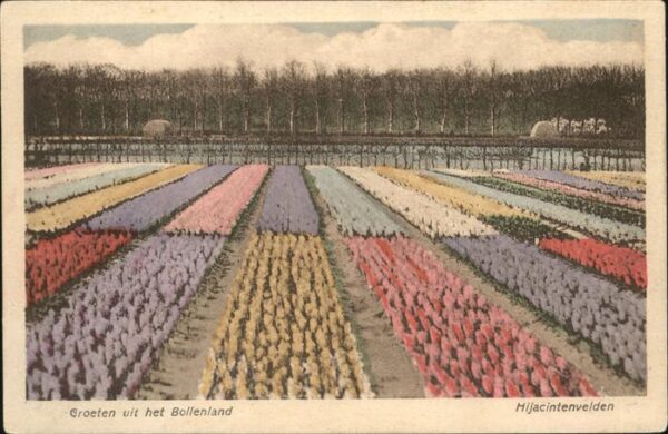 Blumen Hyacinthenvelden