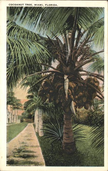 Palmen Cocoanut