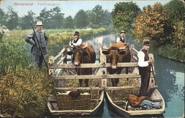 Tiere Viehtransport Spreewald
