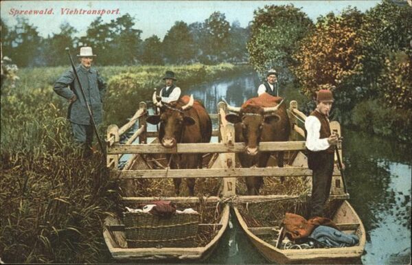 Tiere Viehtransport Spreewald