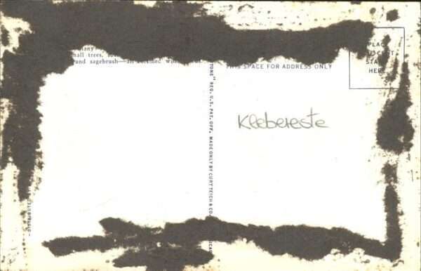 Kakteen – Bild 2
