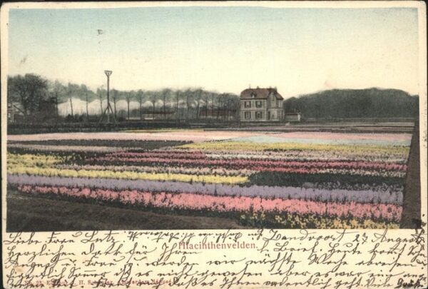 Blumen Hiacinthenvelden