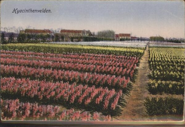 Blumen Hyacinthenvelden