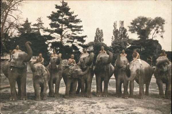 Elefant Indienschau