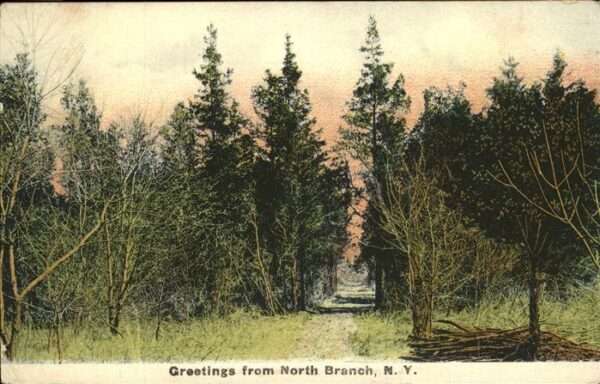 North Branch New York Forrest