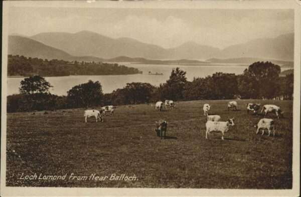 Loch Lomond Scotland Rinder