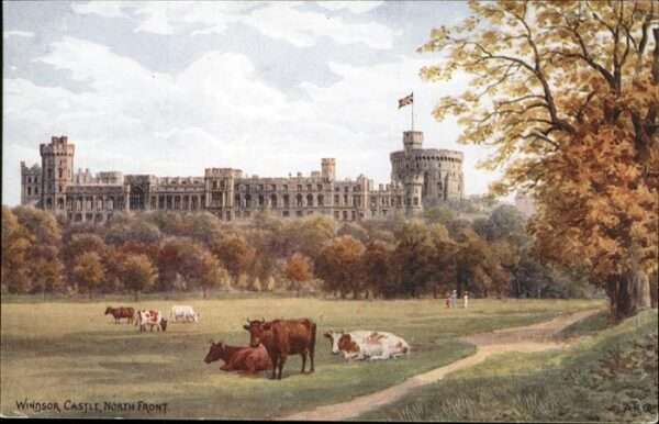 Windsor Berkshire Castle Kühe