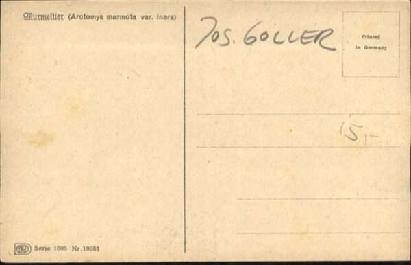 Goller Josef Murmeltier – Bild 2