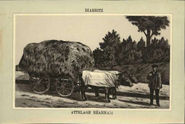 Biarritz Pyrenees Atlantiques Attelage Bearnais
