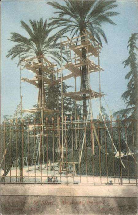 Nice Alpes Maritimes Palmen