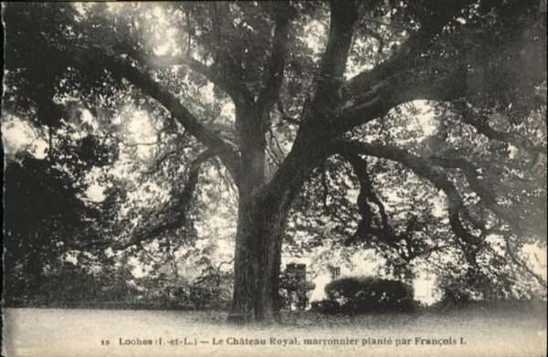Loches le Chateau Royal