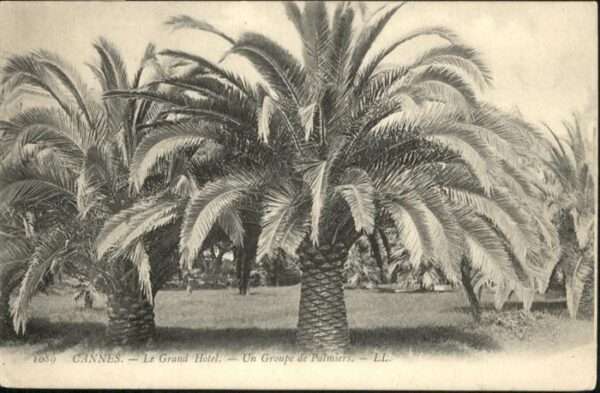 Cannes Alpes-Maritimes le Grand Hotel Palmen