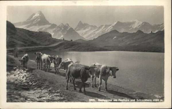 Bachalpsee Schreckhorn Kühe