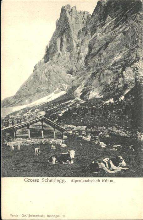 Grosse Scheidegg Kühe