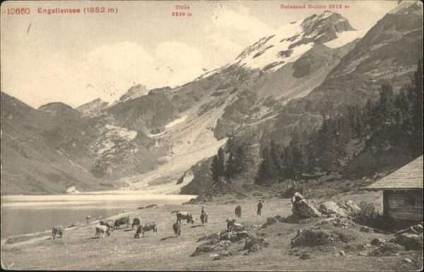 Engstlenalp BE See Titlis Kühe
