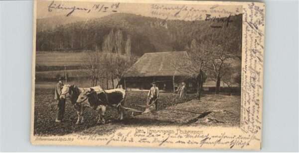 Landwirtschaft Kühe Pflug Bauern