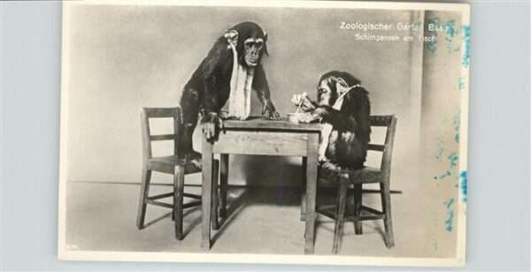 Affen Zoo Basel Schimpansen Tisch