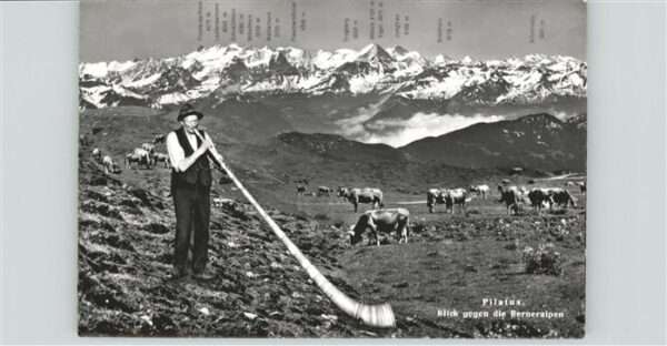 Alphorn Pilatus Kühe Alphornbläser