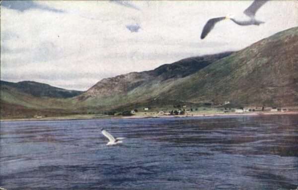 Mallaig & Small Isles Möwe