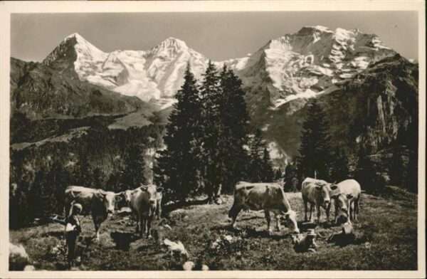 Jungfrau BE Mönch Eiger Kühe