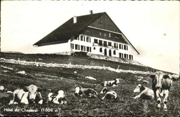Chasseral BE Hotel Kühe