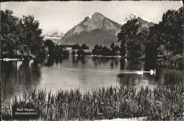 Bad Ragaz Ragatz Rheinparksee Schwan