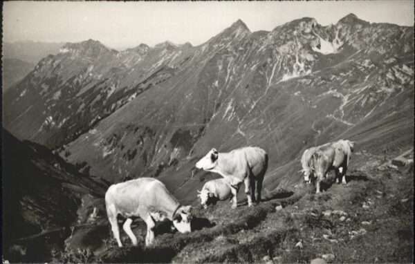 Rothorn Kulm Kühe