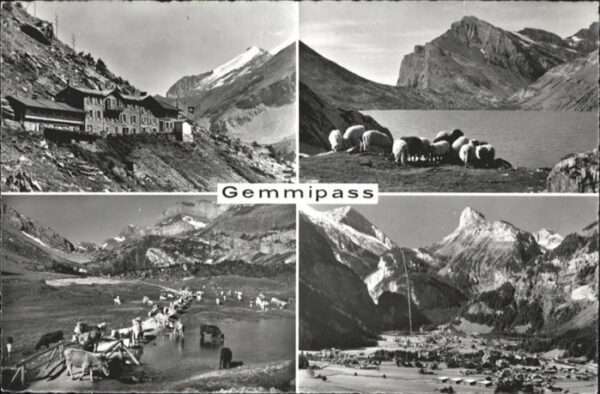 Gemmipass Wallis Kühe Schafe Berg Restaurant Stock Sunnb