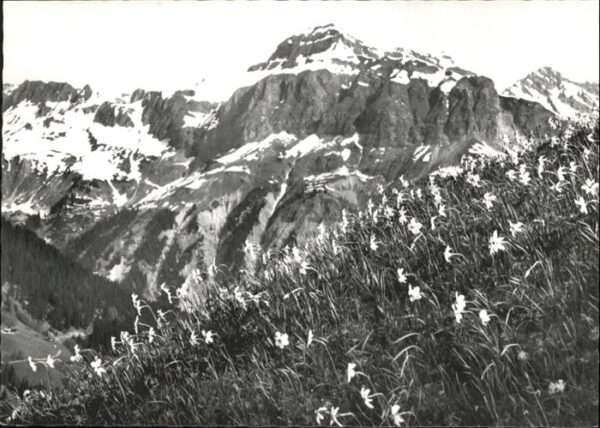 Fanas Narzissenwiese