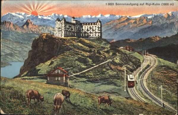 Rigi Kulm Kühe Zug
