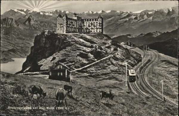 Rigi Kulm Kühe Zug