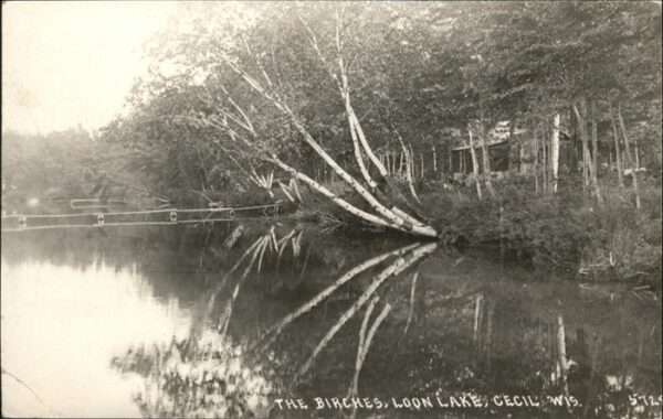 Cecil USA Birches
Loon Lake